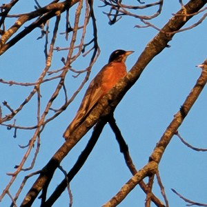  horn a bird forever freewheeling