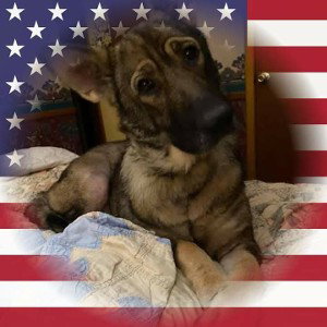 K-9