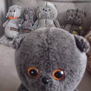  Старший Басик - старший кот
