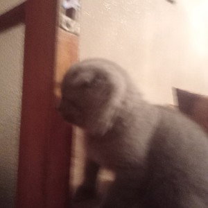 мяу