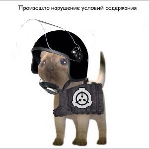 надристали фристайл