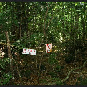 suicide forest