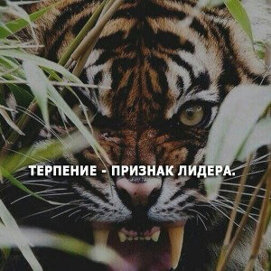 Голос улиц 