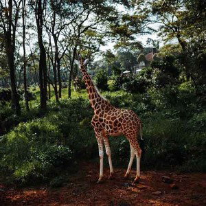 Africa va mal