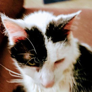 Cat hater. 