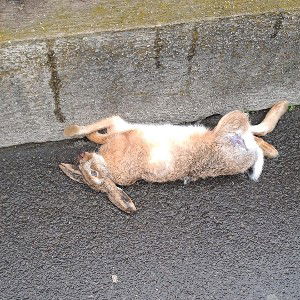 toter Hase 🐰😁