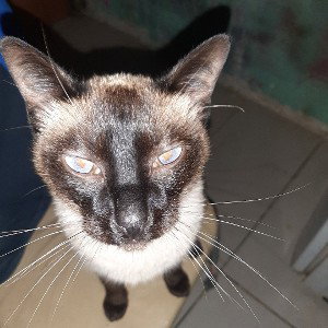 свободный андеграунд.с наскока