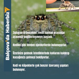 Faust Cehennemin olur 