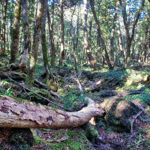 aokigahara