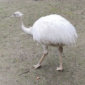 Miefi
