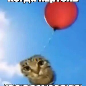 Holla Amigo's картель!