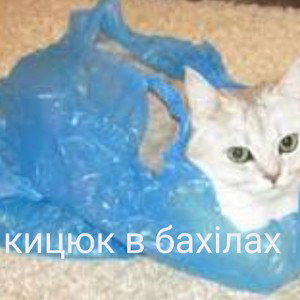 кішка в бахилі