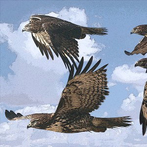 2Hawk - No Enemies 