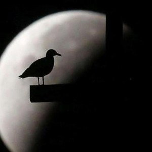 BJTA - Aves Negras