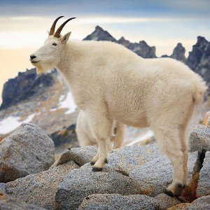 Mountain Goat