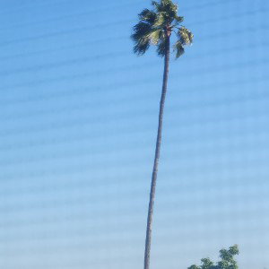 Have A Corona in the Desert 