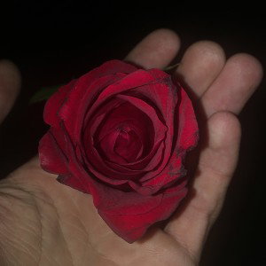 Red Rose 
