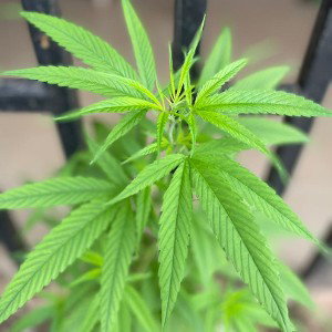 weed