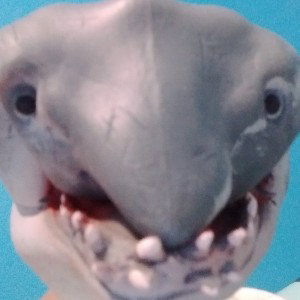 el tiburón cabrón 🦈