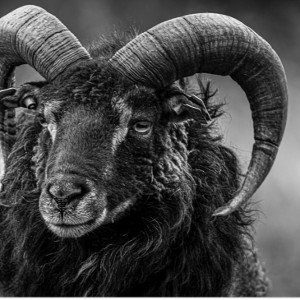 Blacksheep (remix) feat Tokyo Red