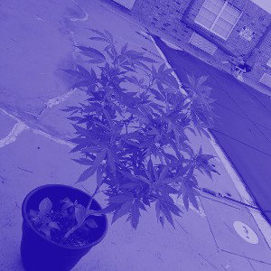 CHEAP ASS HEADPHONES 🎧  (Slowed + Reverb)