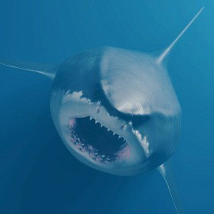 🔥🔥🦈MEGALODON🦈🔥🔥