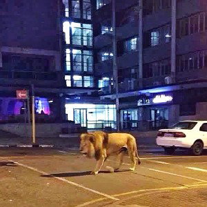 lions