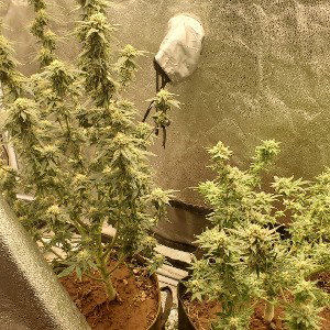 THC freestyle 
