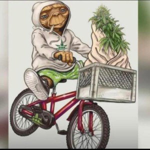 Ricchy_Nhm_-Cyclin wit weed