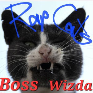 Not a Rap Cat 
