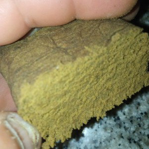 rap fame brrr