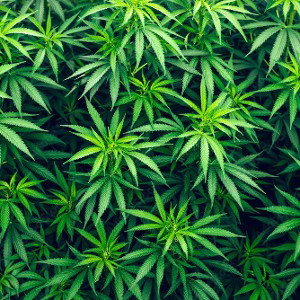 Weed King