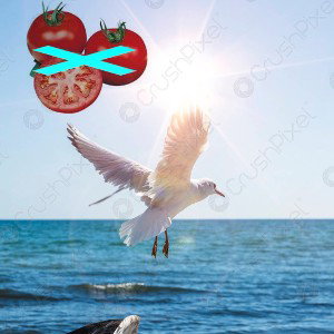 Gabbiano al sole ma i pomodori no