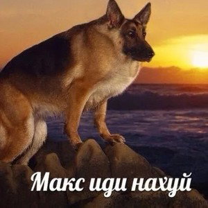 500 голубей и 1 ворона 