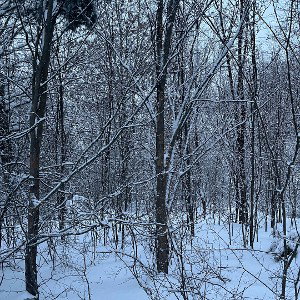 the cold