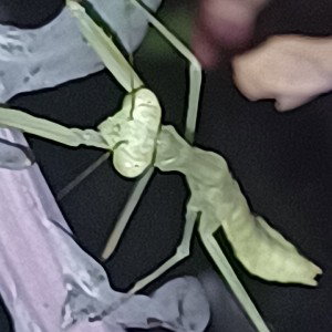 Master Kush