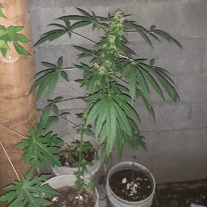 LAS 4:20🍁