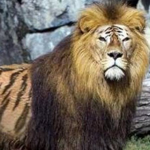 NEW 2 DA CREW  🐯 🦁 🐯 ( #G_R_T_L_L_G ) 🐯 🦁 🐯 ( INTRODUCING ) dappa nottah rappah