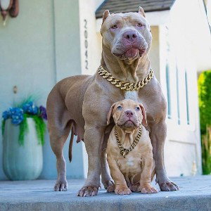 Grand Yankee Daddy Pitbull 