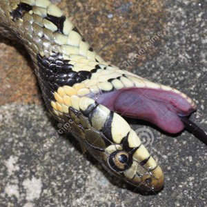 Dead Snakes