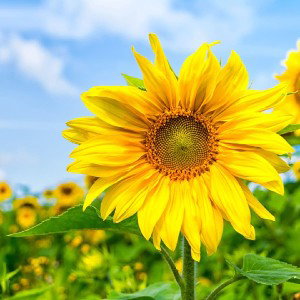 _SunFlower_🌻