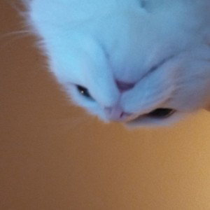 sie will