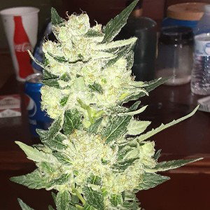 bih i smoke