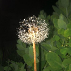 Waking night