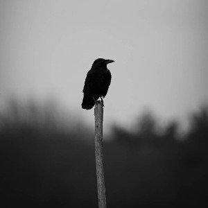 Ciego de EGO