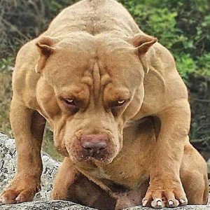 Big Dawg