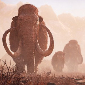 Mammouth