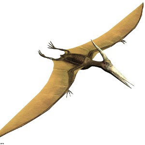 pterodactyl  freestyle prt1
