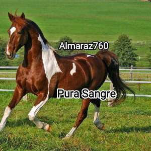 Pura Sangre.
