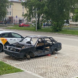 тупой пес
